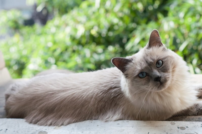 Discover the Best Siamese Mix Cat Breeds for Families