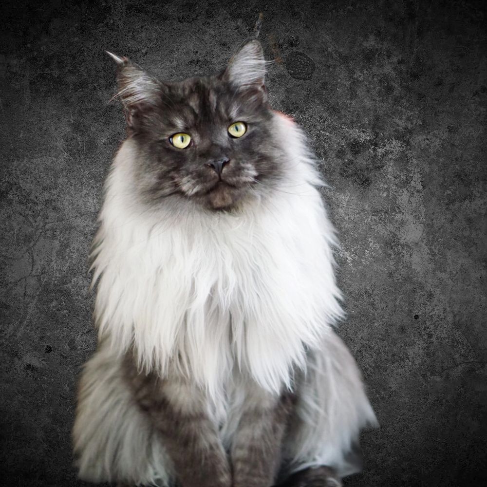 Top Maine Coon Cattery: Healthy & Social Maine Coon Kittens for Sale