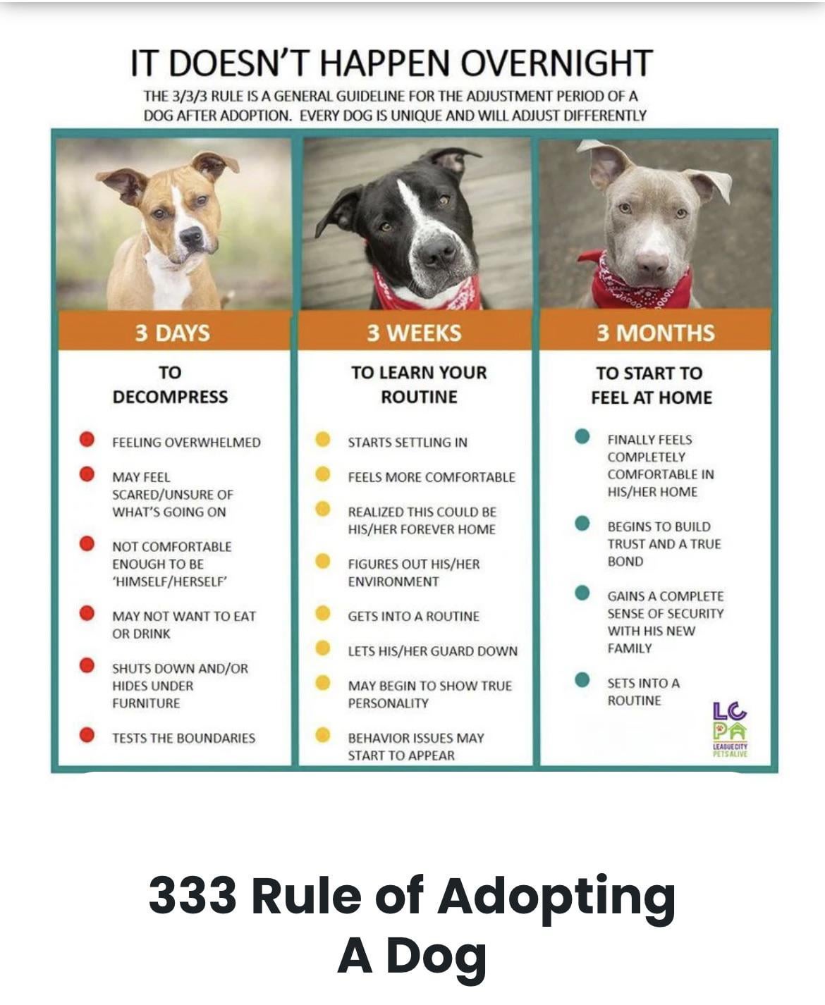 Adopt a Siberian Husky in MN: Tips for First-Time Owners