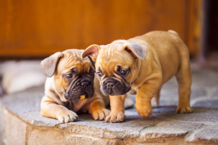 Affordable Pet Supplies in Gainesville, FL – Shop for Quality Pet Food & Accessories