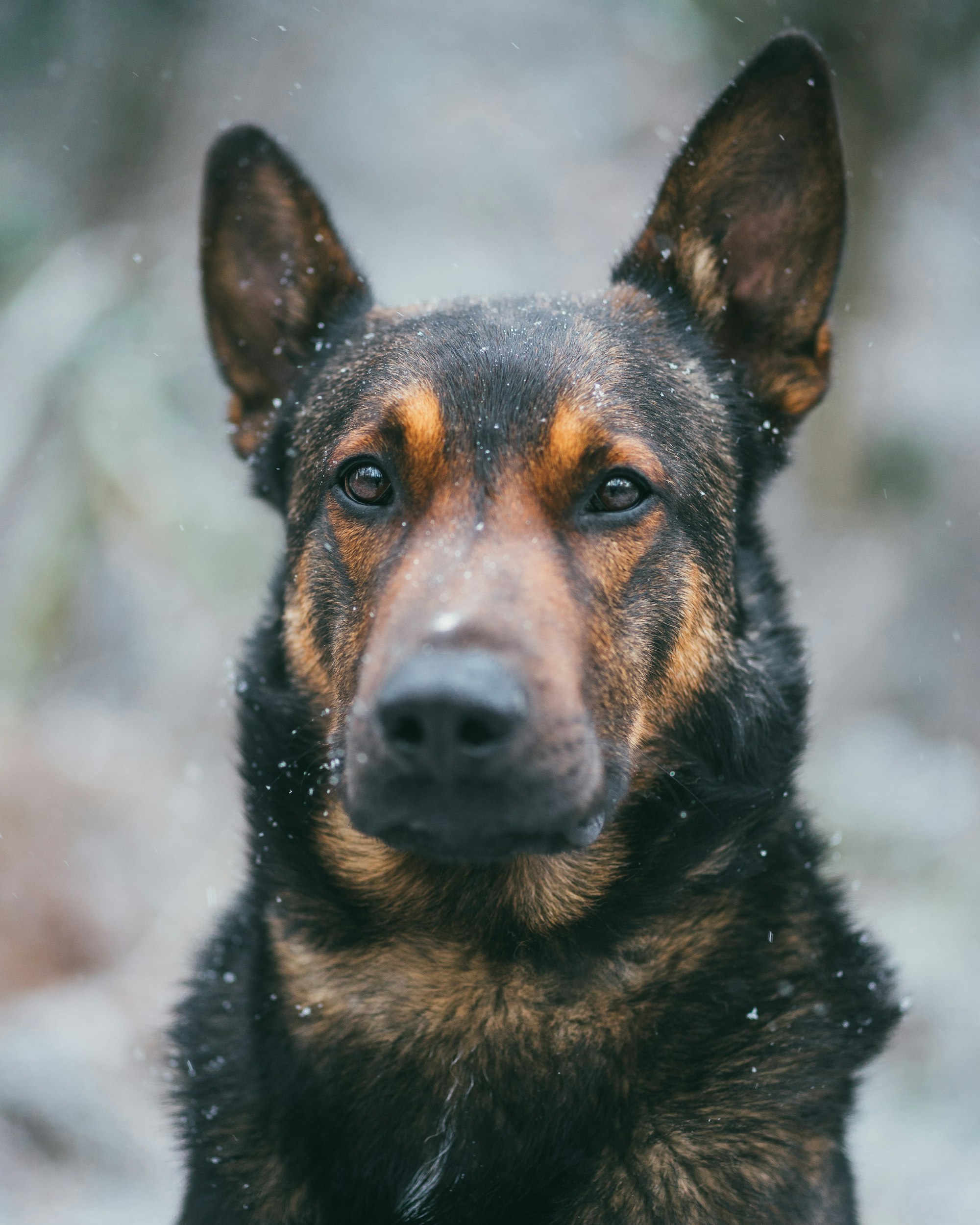 Labrador Retriever Belgian Malinois Mix: A Perfect Blend of Loyalty and Intelligence