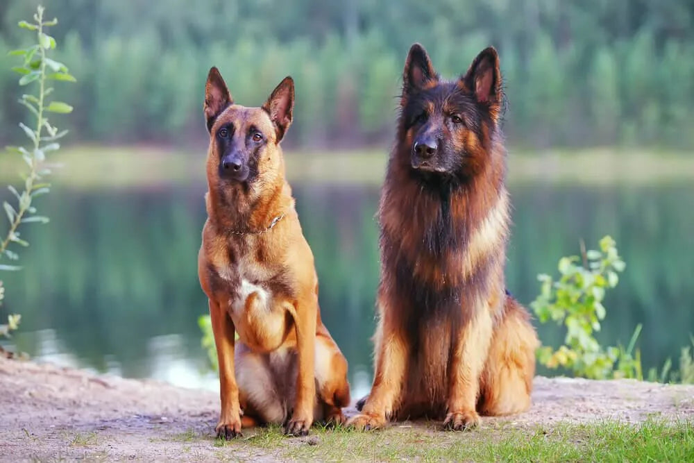 Discover the German Shepherd Belgian Malinois Mix: Temperament, Health, and More