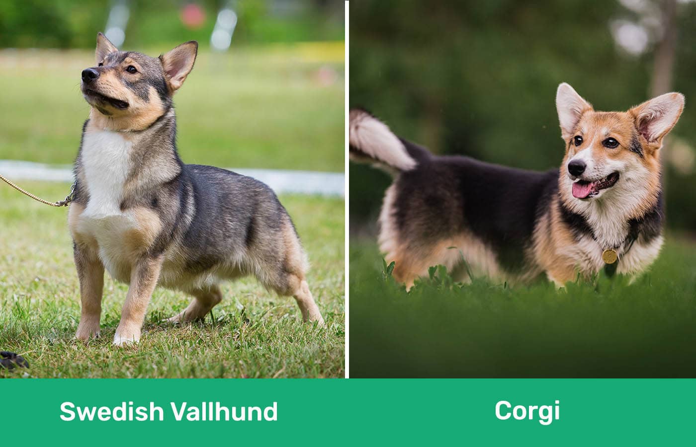 Swedish Vallhund vs Corgi: Comparing Temperament, History, and Traits