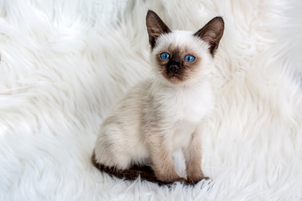 Where to Find Siamese Cats Near Me for Sale – Top Listings and Breeders