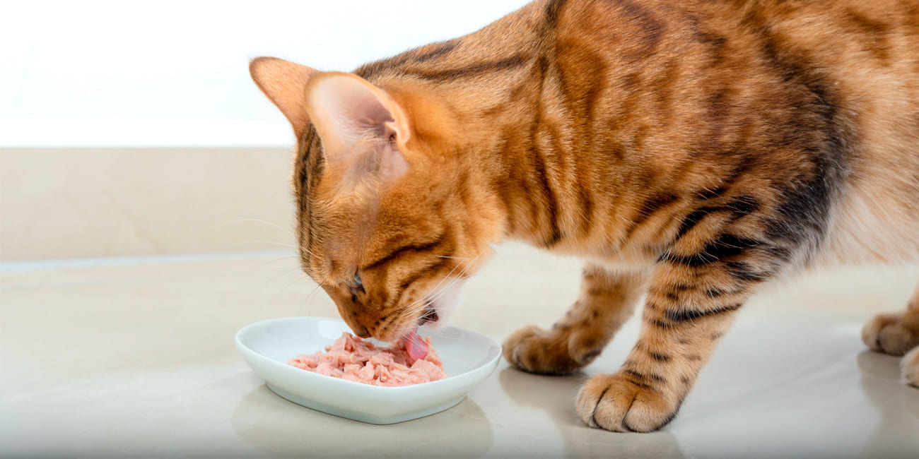 The Ultimate Guide to Tuna Cat Food: Benefits, Types, and More