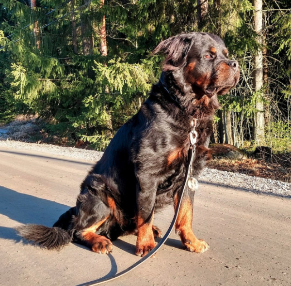 Long Haired Rottweiler: Everything You Need to Know