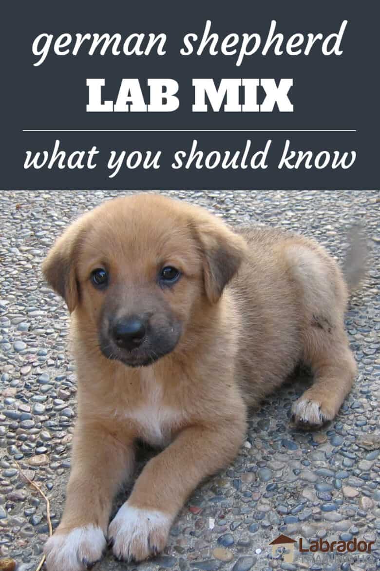 German Shepherd and Lab Mix Puppy: Everything You Need to Know About Shepradors