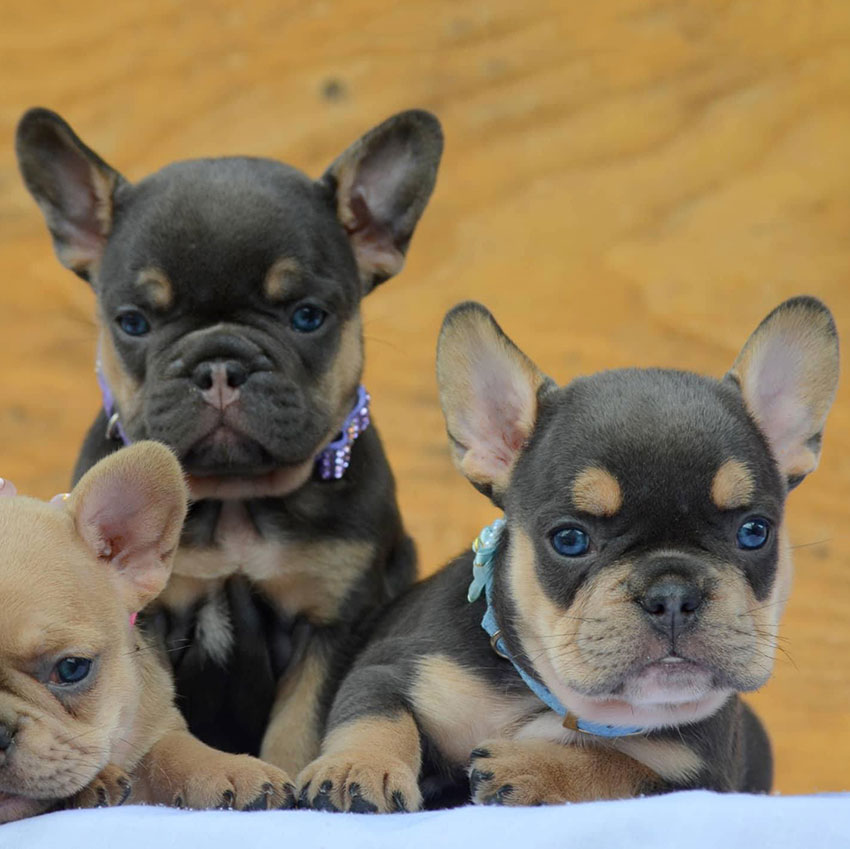 Everything You Need to Know About Mini French Bulldogs: Size, Health, and Care