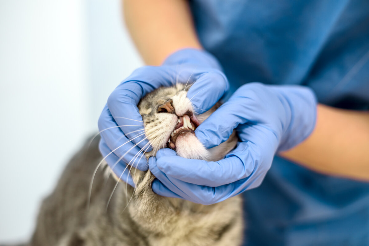 Understanding the Cat Dental Chart: A Guide to Feline Oral Health