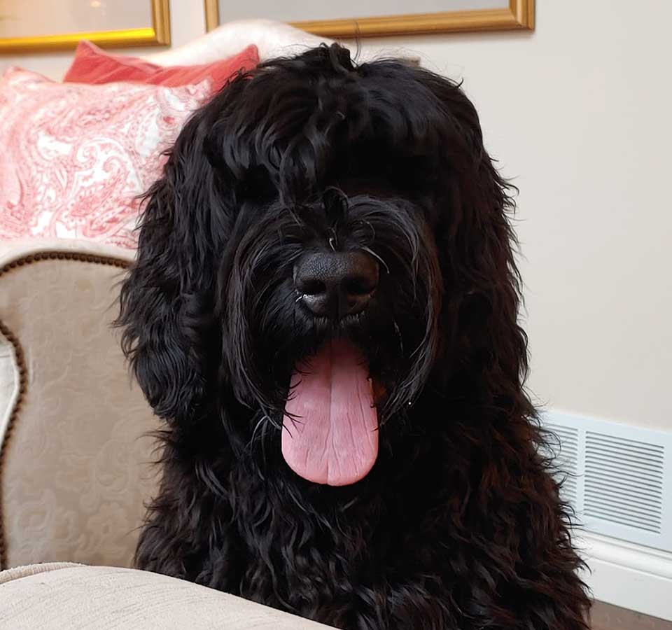 Best Dog Kennels for Black Russian Terrier: Find the Perfect Fit