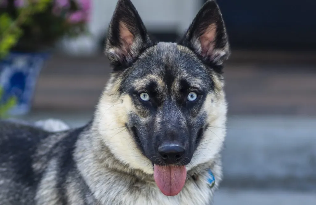 German Shepherd Husky Mix (Shepsky): Traits, Care Tips, and More
