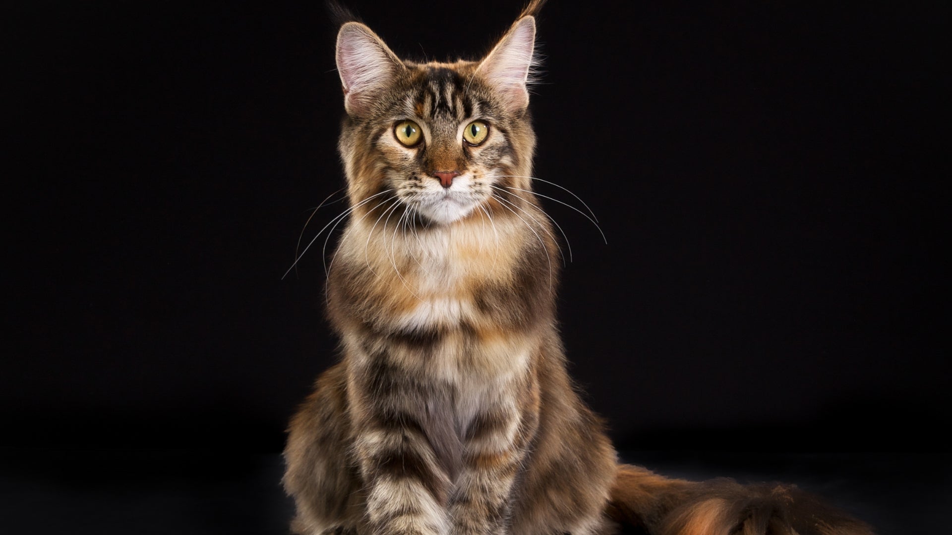 are there short haired maine coon cats