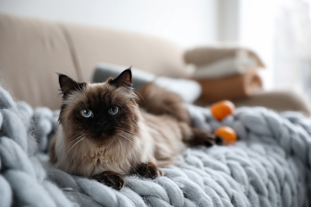 Beautiful Cats That Resemble Siamese: 10 Breeds You Need to Know