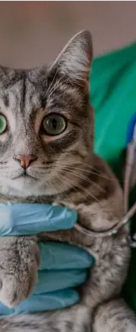 Best Urgent Care Pet Clinics in Warner Robins, GA: Immediate Care for Your Furry Friend