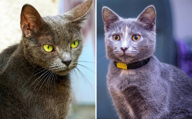 Korat vs Russian Blue Cats: A Comprehensive Breed Comparison