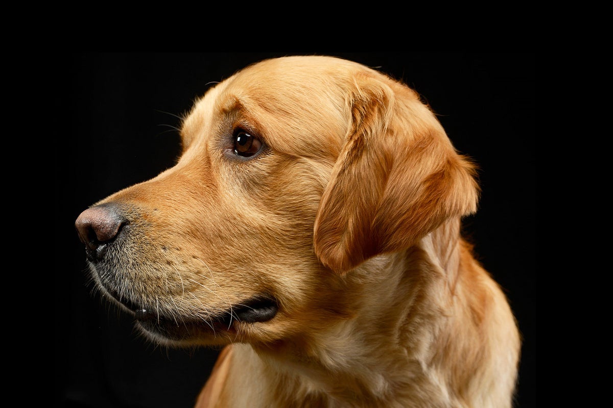 Why Are Golden Retrievers Dying Young? Understanding the Health Crisis
