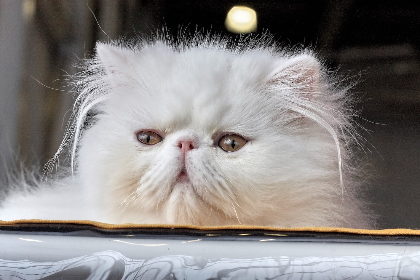 Small Persian Cat: A Guide to Miniature Persian Cats and Their Care