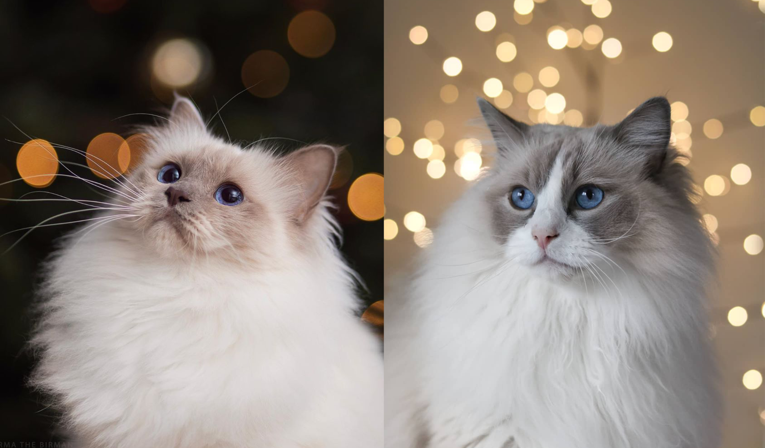 Ragdoll Cat vs Birman: Which Breed is Right for You?