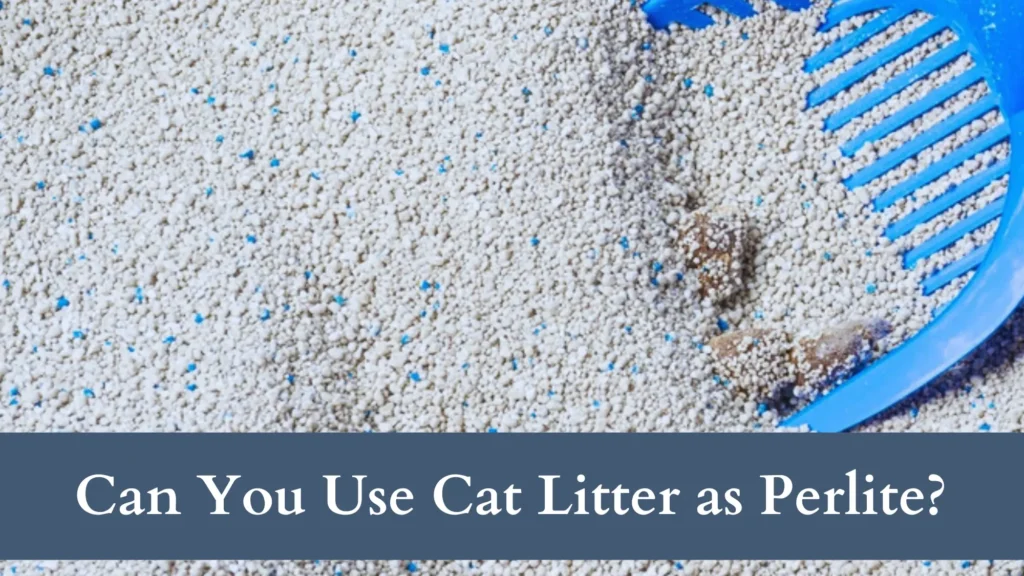 Can You Use Cat Litter as Perlite? Exploring the Truth