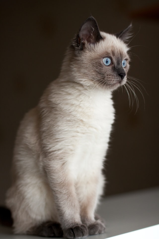 Discover the Best Siamese Mix Cat Breeds for Families