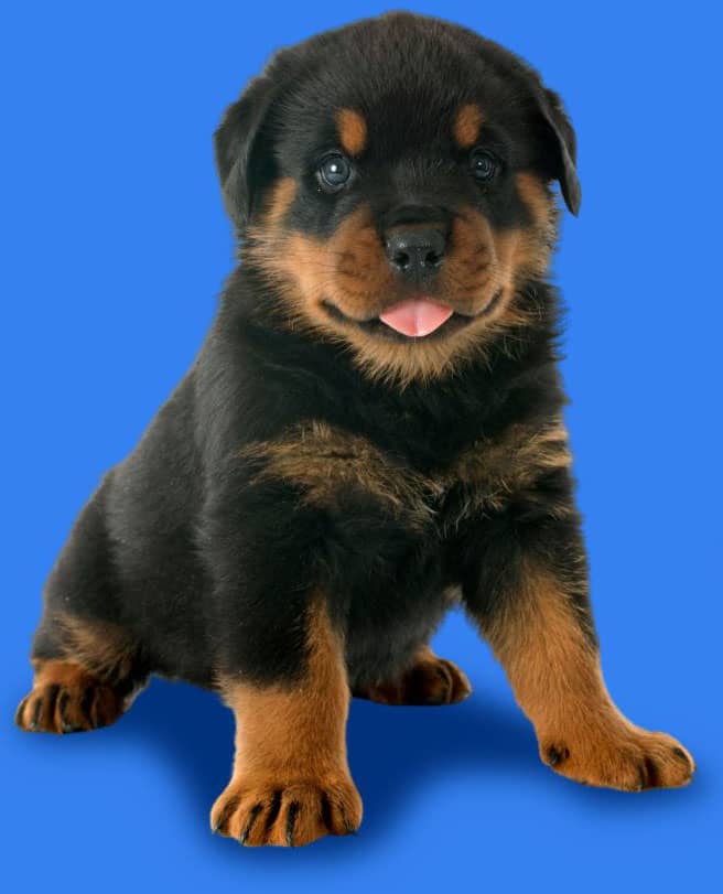rottweiler puppies for $250