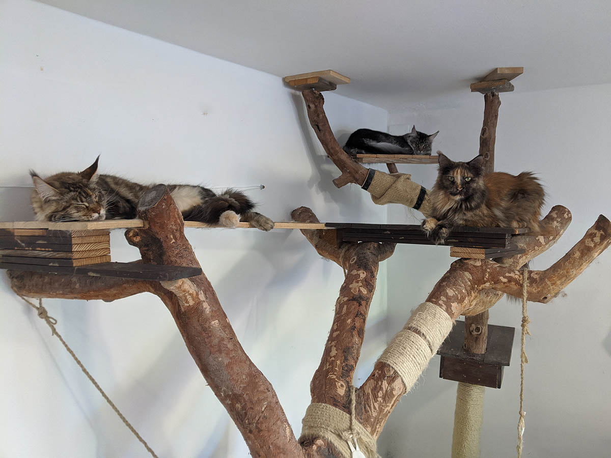 Maine Coon Personality: How They Interact with Other Cats