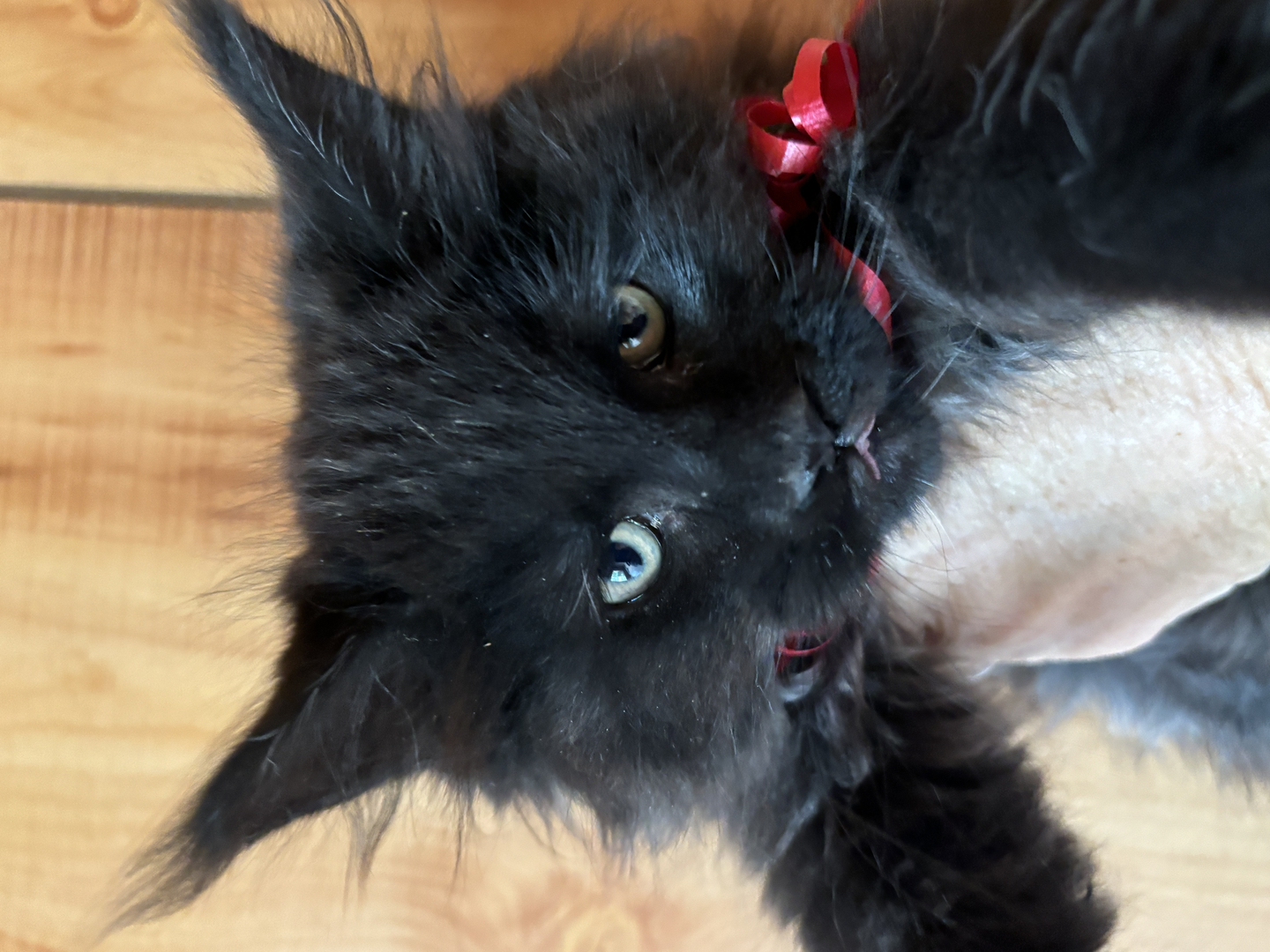 Discover Cold Stream Cattery: Top CFA-Registered Maine Coon Breeder