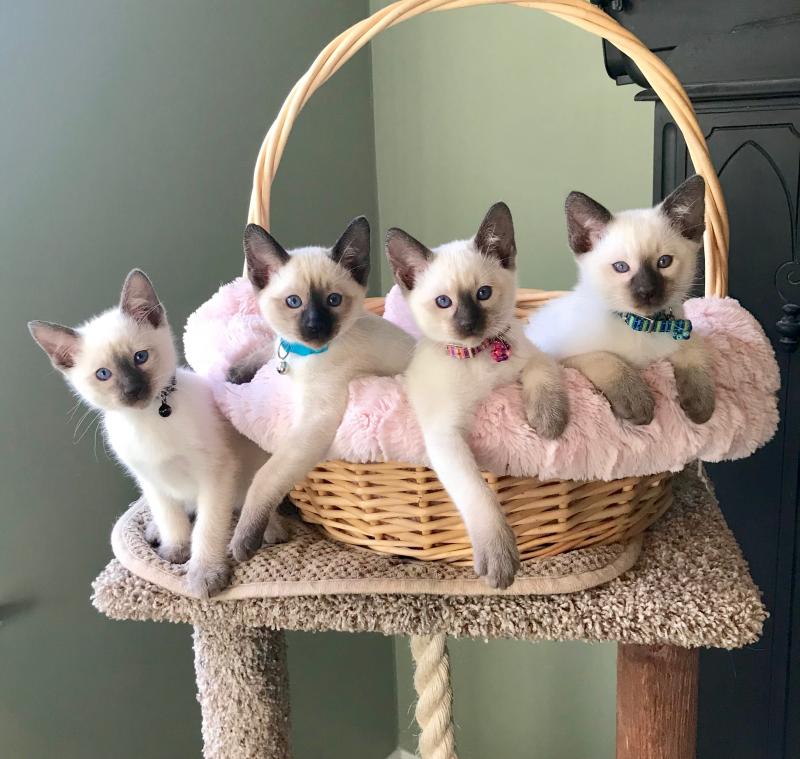 Beautiful Lynx Point Siamese Kittens for Sale – Available Now!
