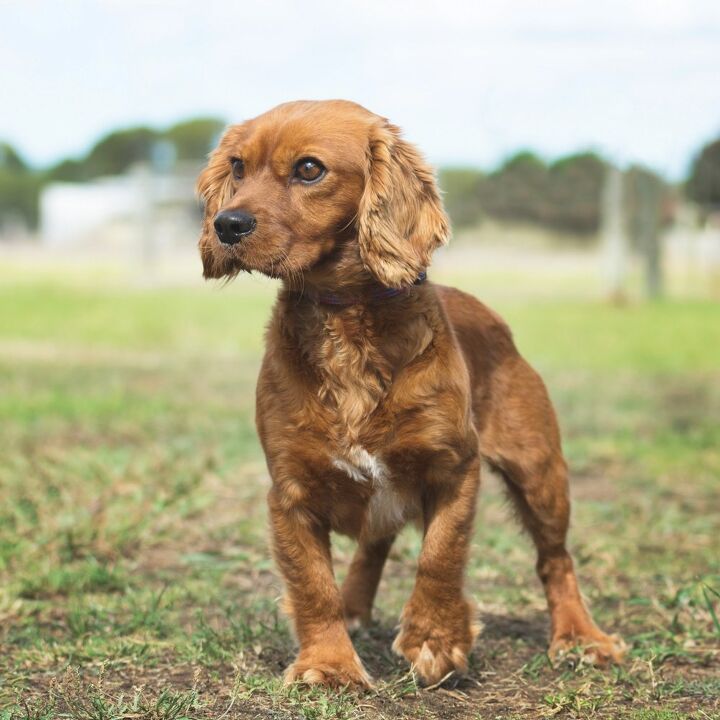 The Golden Cavalier: A Perfect Mix of Golden Retriever and Cavalier King Charles Spaniel