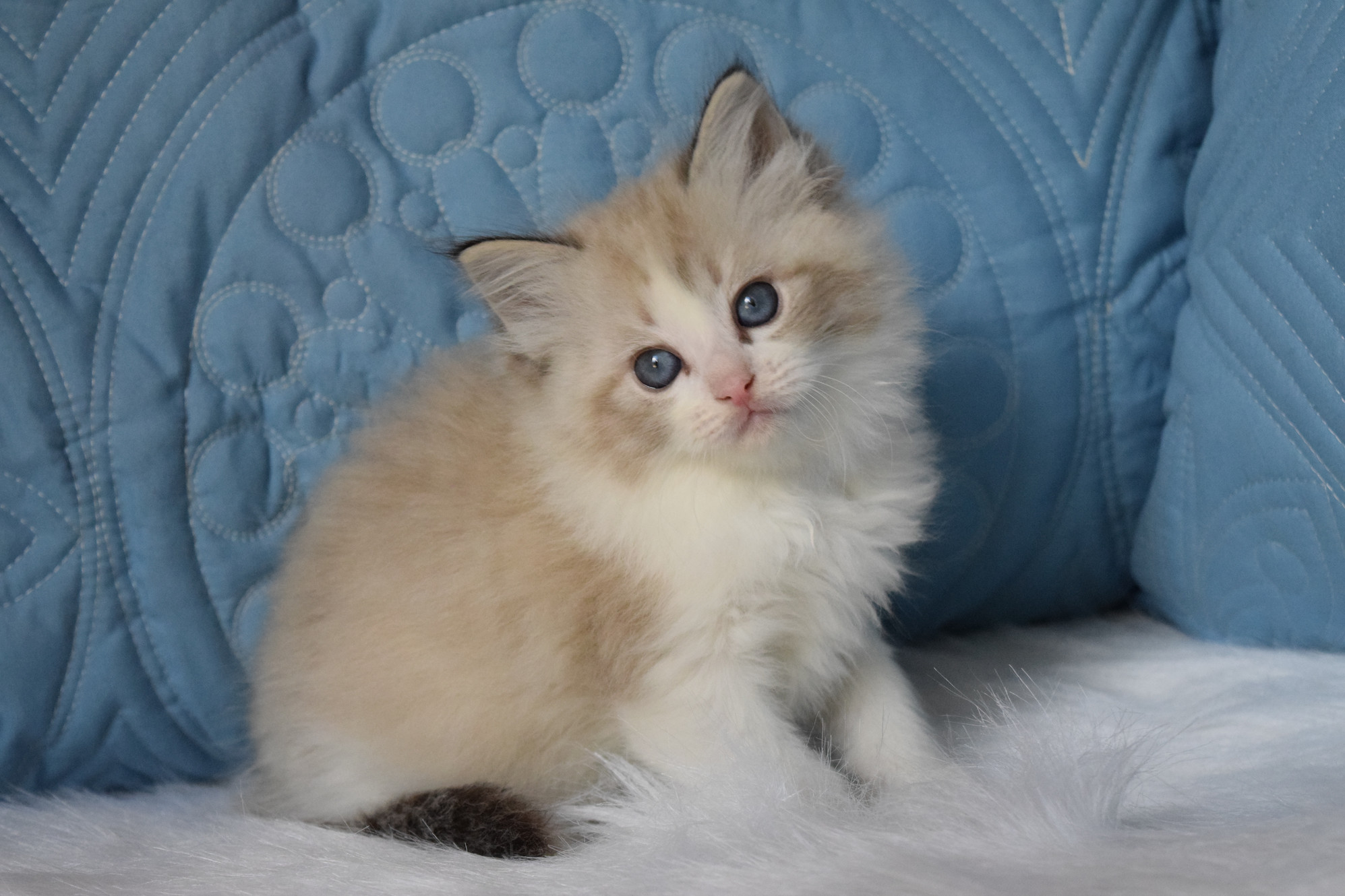 The Stunning Cinnamon Ragdoll Cat: Characteristics and Care