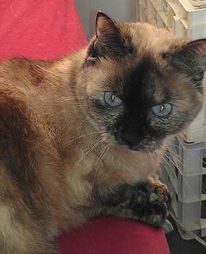 Why Tortoiseshell Siamese Cats Are the Perfect Exotic Companion