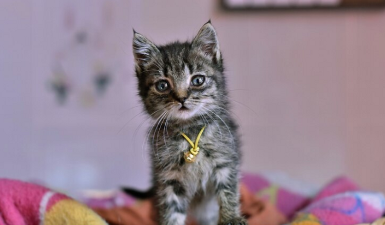 Maine Coon Cattery Oregon: Quality Breeding and Healthy Kittens for Sale