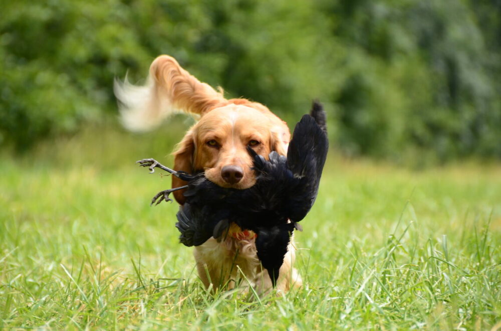 Golden Retriever: The Ultimate Hunting Dog Companion