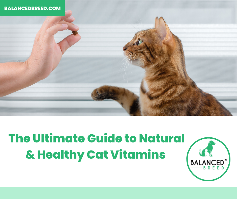 The Ultimate Guide to Tuna Cat Food: Benefits, Types, and More