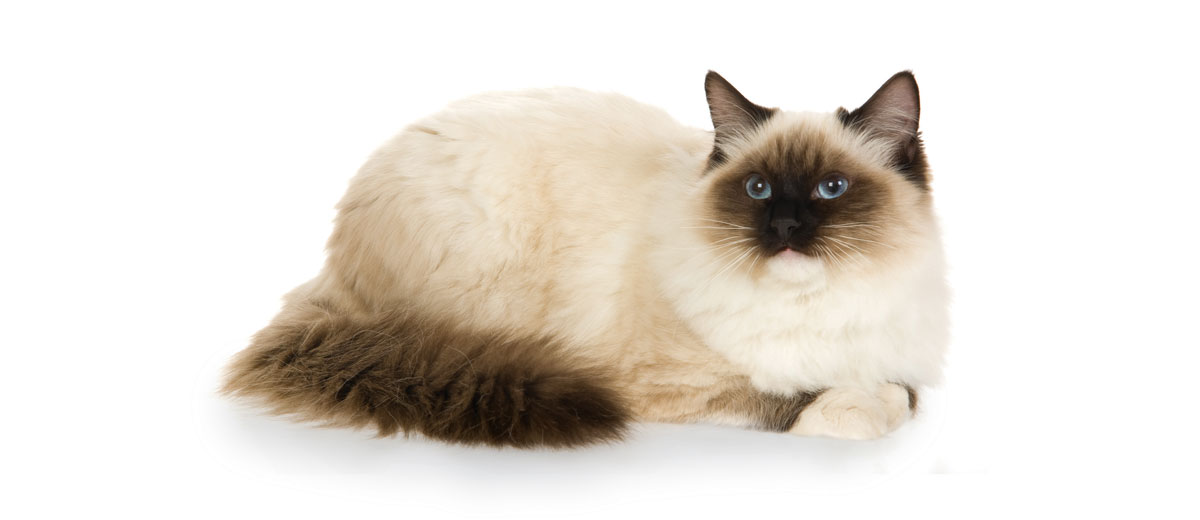 Find Ragdoll Cat Rescue Near Me: Adopt a Loving Ragdoll Today