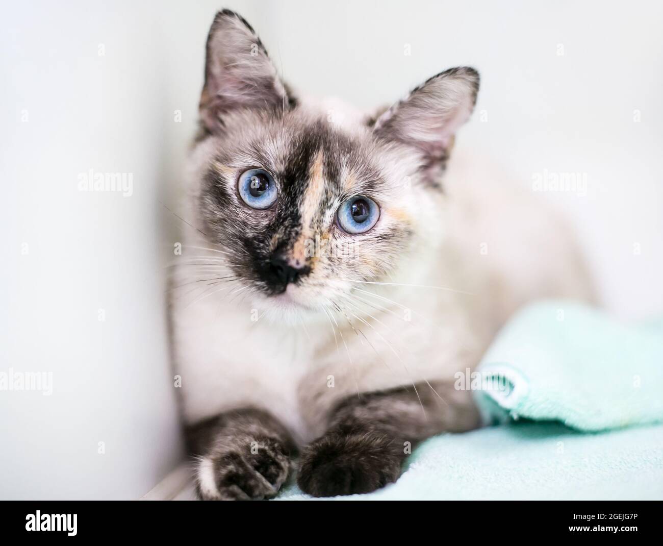 siamese tortoiseshell cat