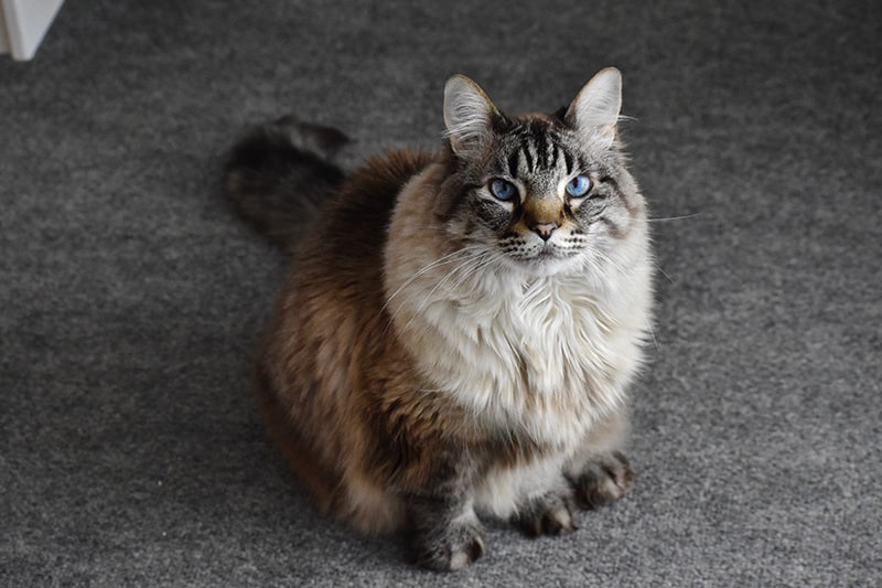 Ragdoll Maine Coon Cat Mix: A Perfect Blend of Personality and Size