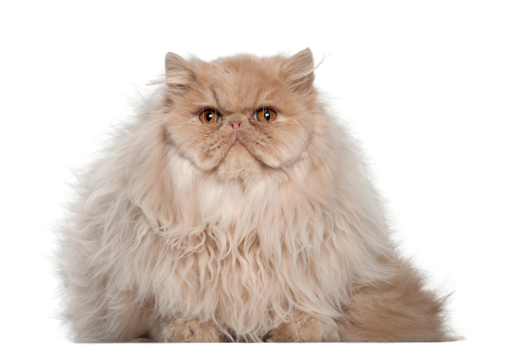 How Much Is a Persian Cat? Price Range and Factors in 2024