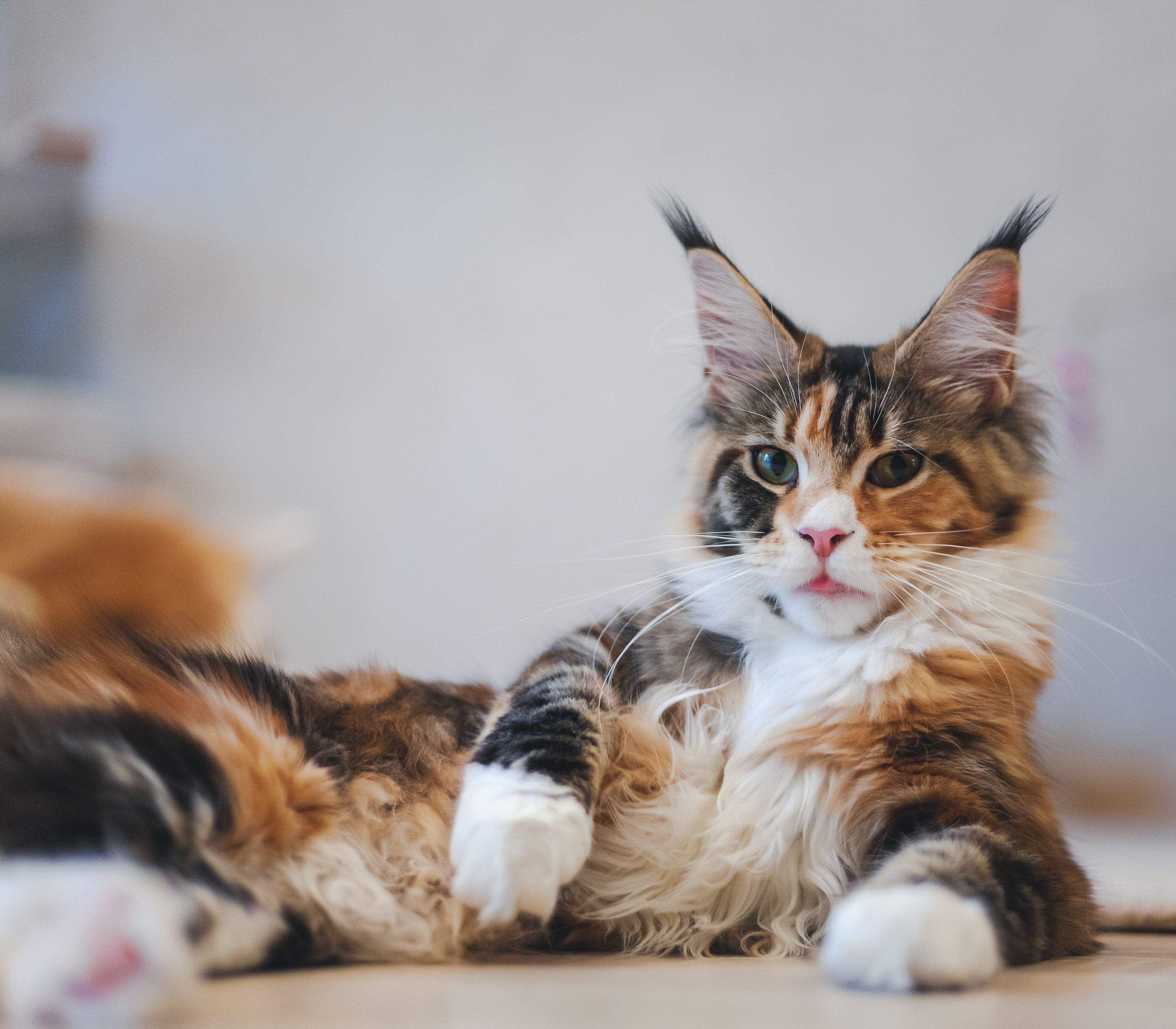 Everything You Should Know About Calico Maine Coon Cats: Personality, Care, and Health