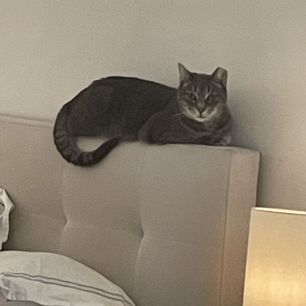 Top Vet Clinics Offering Cat Declawing Near Me – Is It Safe?