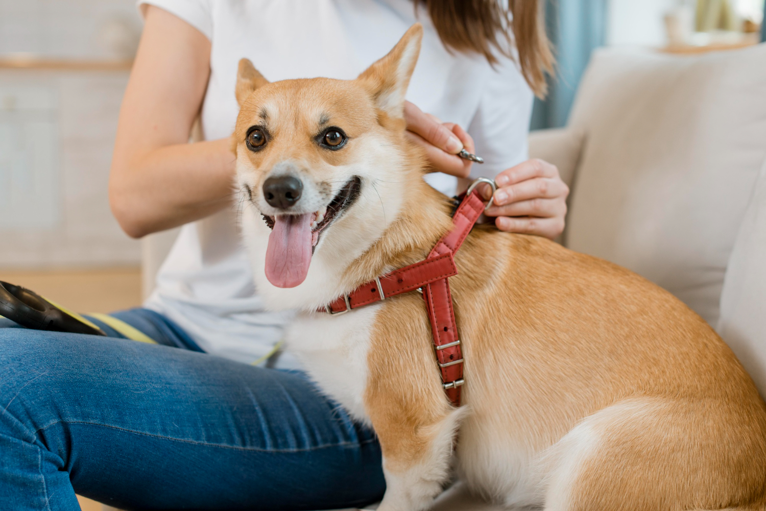 Affordable Pet Cleaning Services to Keep Your Home Fresh
