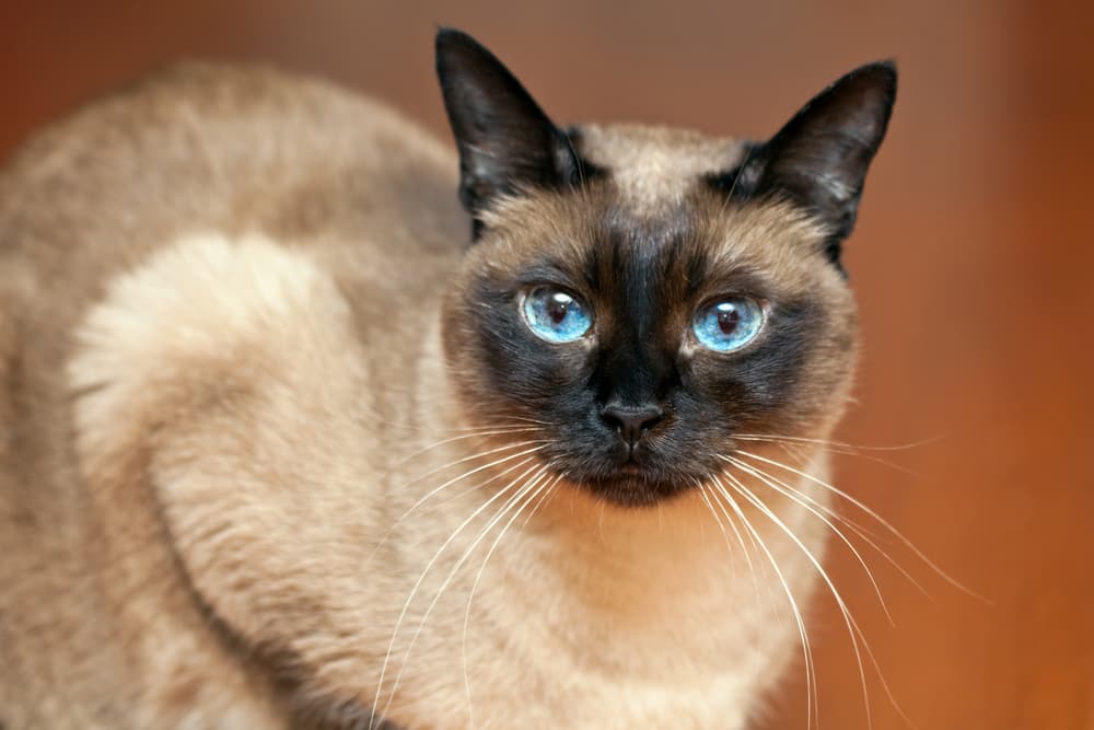 Unique Names for Siamese Cats with Blue Eyes: Cool and Special