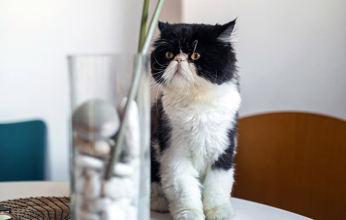 Why Chocolate Persian Cats Are the Perfect Tranquil Companion