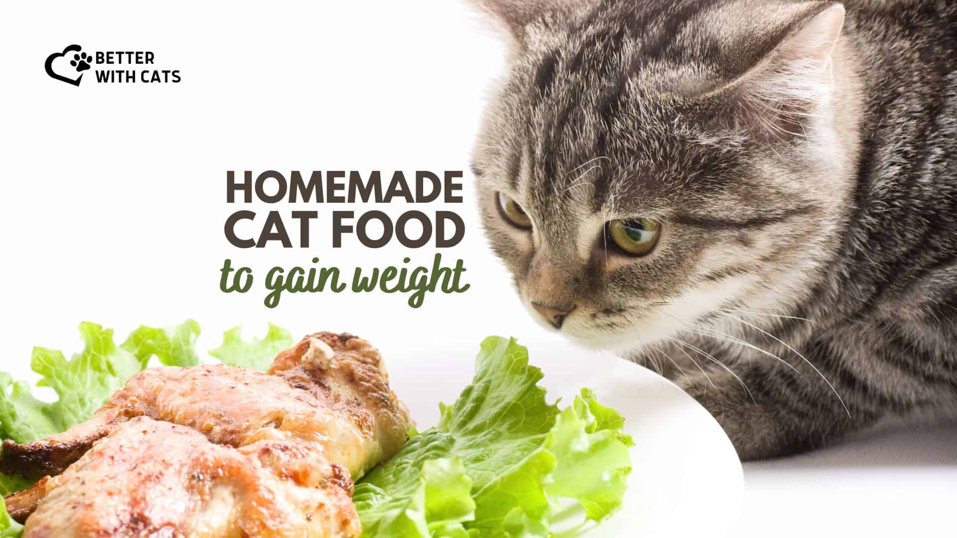Gain Weight Fast: Best Homemade Cat Food Recipes & Guide