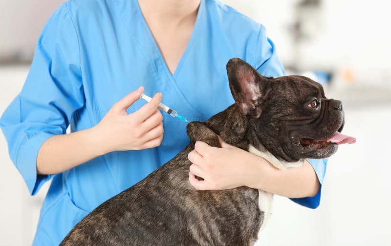 Common Side Effects of the Bordetella Vaccine: What Dog Owners Need to Know