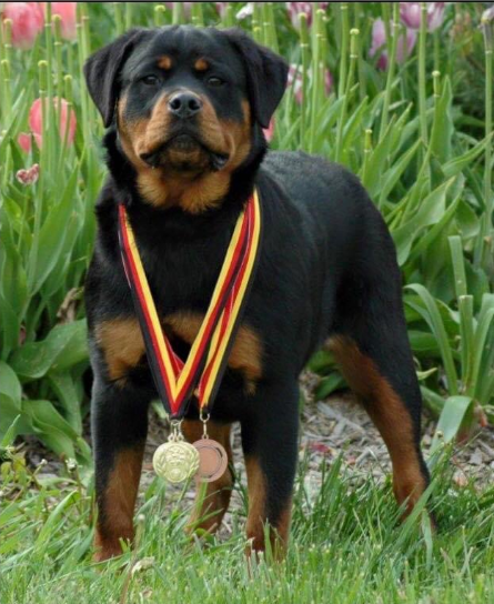 Best Rottweiler Breeders in Minnesota: Quality Puppies for Your Family