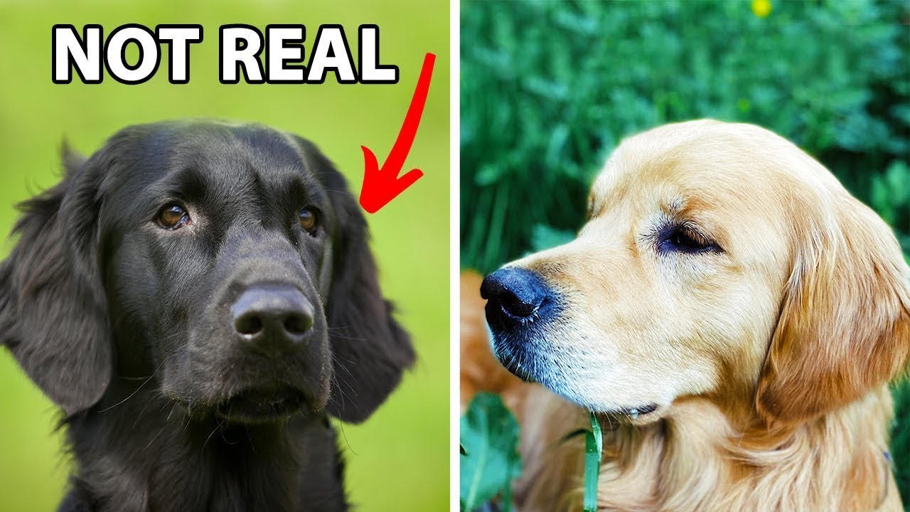 Discover the Truth About Black Golden Retrievers: Myths & Facts