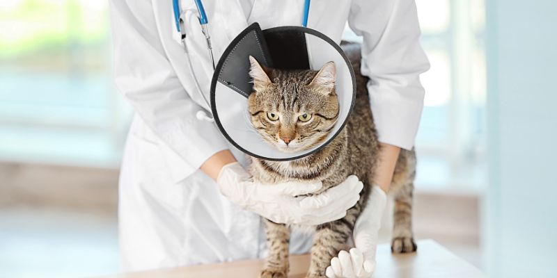 Cat Litter After Neutering: How to Keep Your Cat Happy and Healthy
