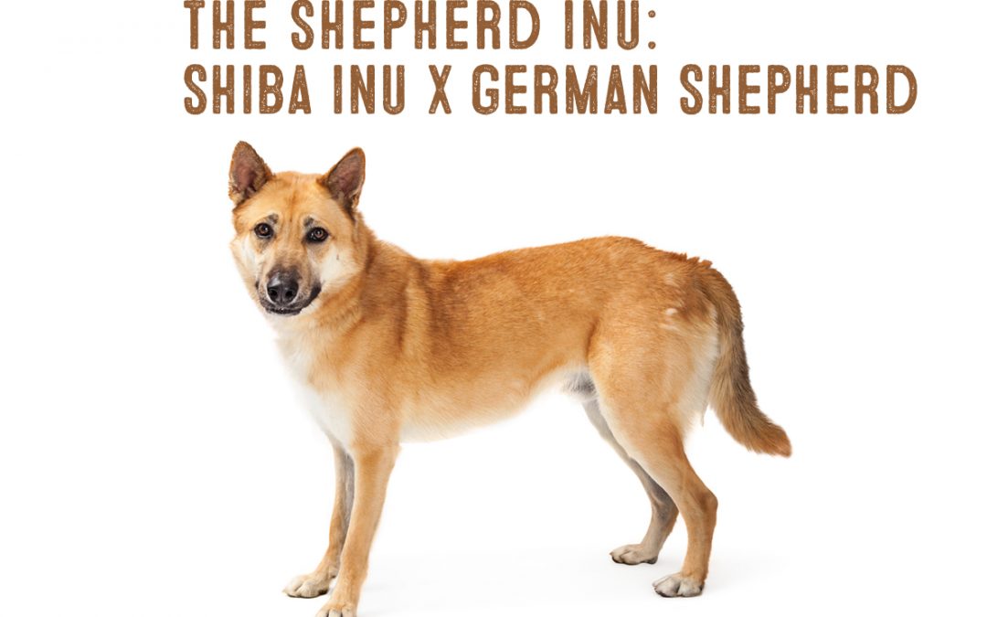 Thinking of Getting a Shiba Inu German Shepherd Mix? Read This First