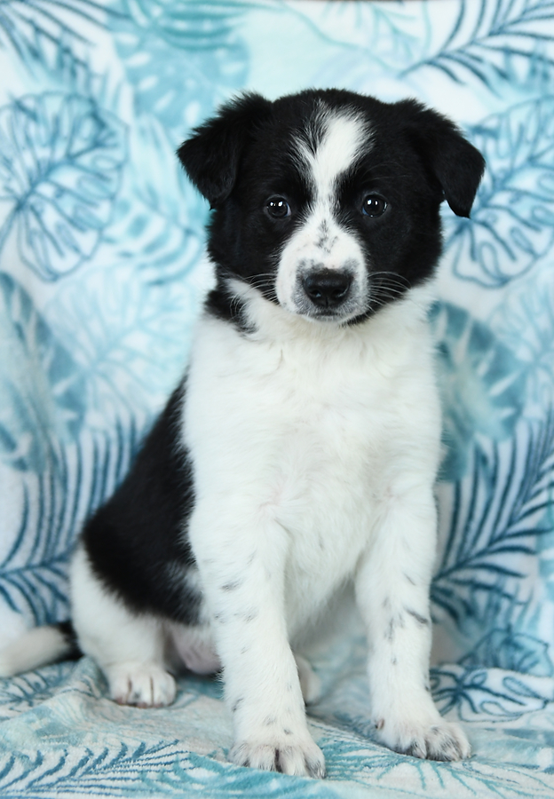 Cute Border Collie Lab Mix Puppies for Sale – Perfect Family Companions